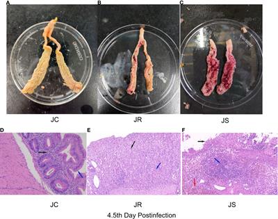 Long noncoding RNA profiling reveals that LncRNA BTN3A2 inhibits the host inflammatory response to Eimeria tenella infection in chickens